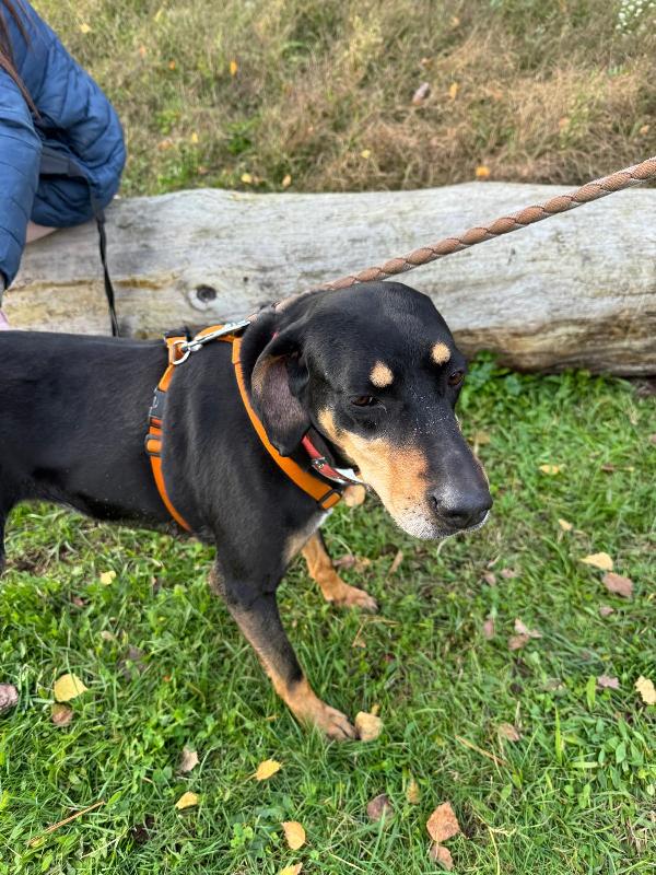 Skylar, una splendida simil segugia Foto 3